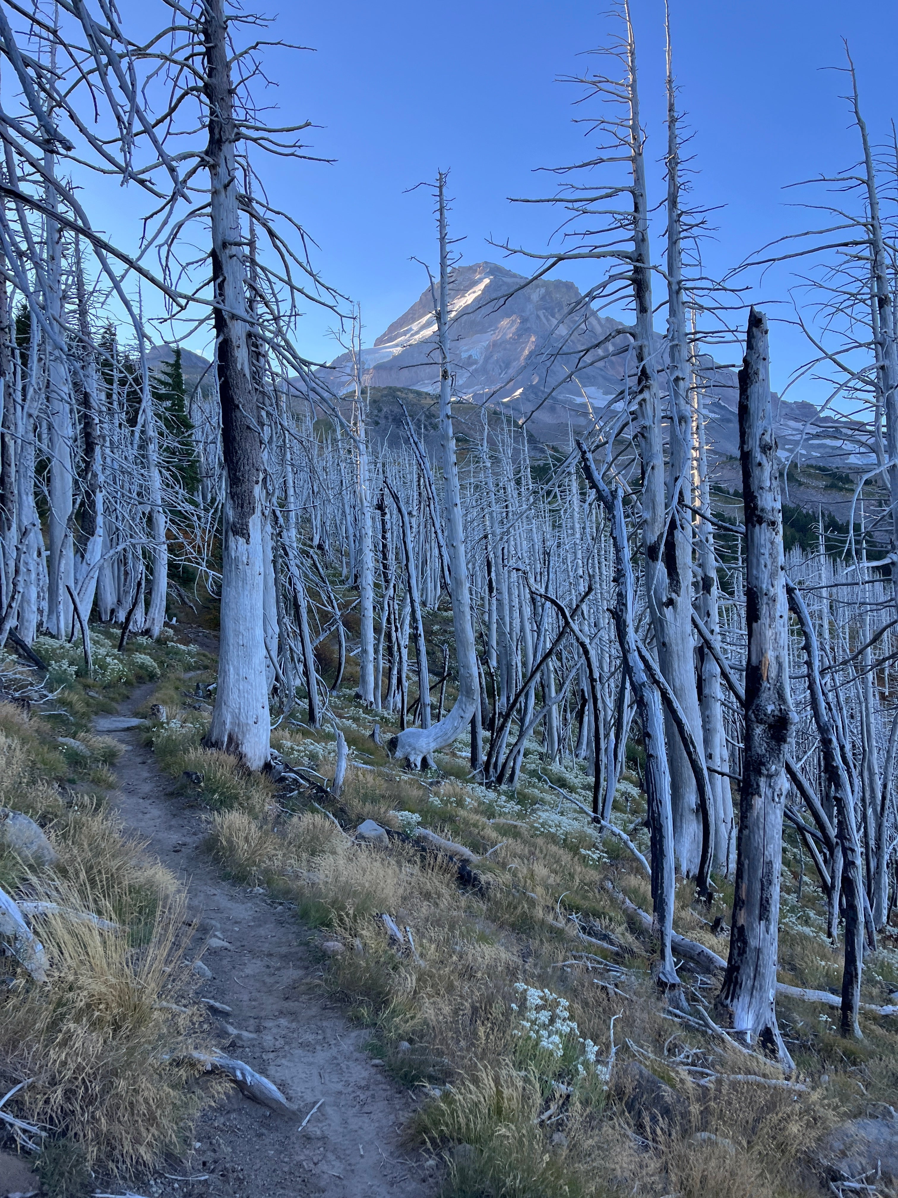 Timberline Trail: A Fast-Pack Adventure Around Mt. Hood By Kirsten Anderson